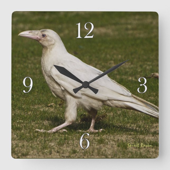 Sällsynt White Raven Wildlife Photography Fyrkantig Klocka (Framsida)