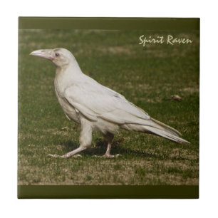 Sällsynt White Raven Wildlife Photography Kakelplatta
