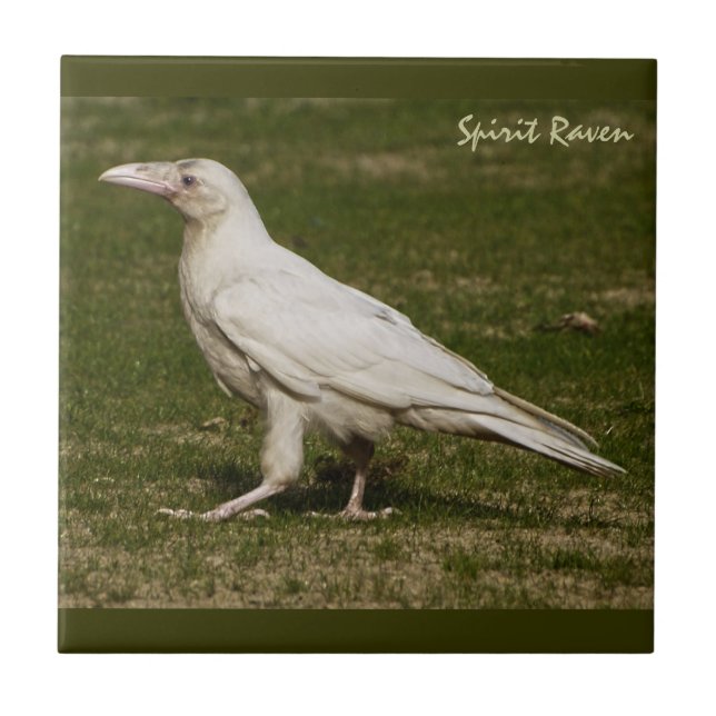 Sällsynt White Raven Wildlife Photography Kakelplatta (Framsidan)