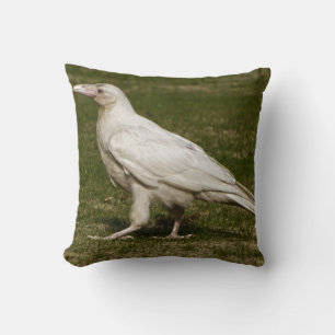 Sällsynt White Raven Wildlife Photography Kudde