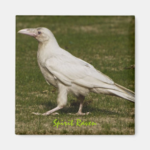 Sällsynt White Raven Wildlife Photography Magnet