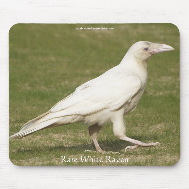 Sällsynt White Raven Wildlife Photography Musmatta (Framsidan)