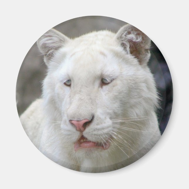 Sällsynt White Tiger Magnet (Framsidan)