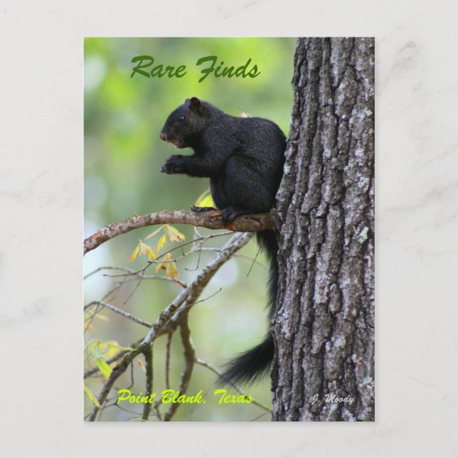 Sällsynta fynd vykort (Framsida)