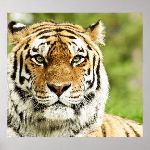 Sällsyntet Sibiriska tigern: hotad återställning Poster