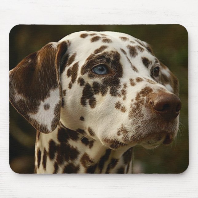 Sällsyntet Spoted Brown Dalmatian | Levande Dalfor Musmatta (Framsidan)
