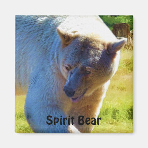 Sällsyntets kermode Bear (Spirit Bear) - viltlevan Magnet