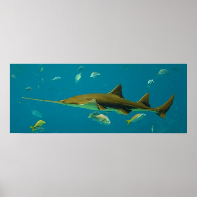 Salltooth Sawfish Pristis pectinata Poster (Framsidan)