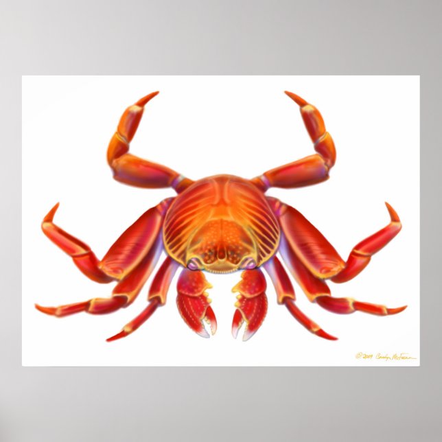 Sally Lightfoot Crab Poster (Framsidan)