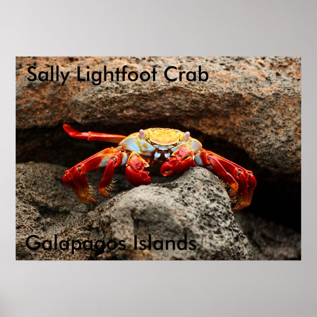 Sally Lightfoot Crab Poster (Framsidan)