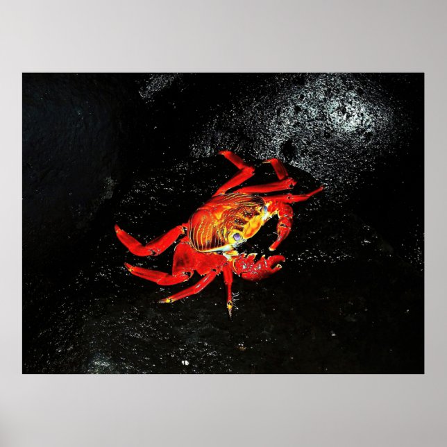 Sally Lightfoot Crab Poster (Framsidan)
