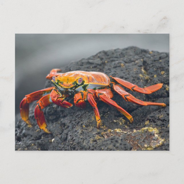 Sally Lightfoot Crab Vykort (Framsida)