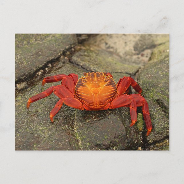 Sally Lightfoot Crab-vykort Vykort (Framsida)