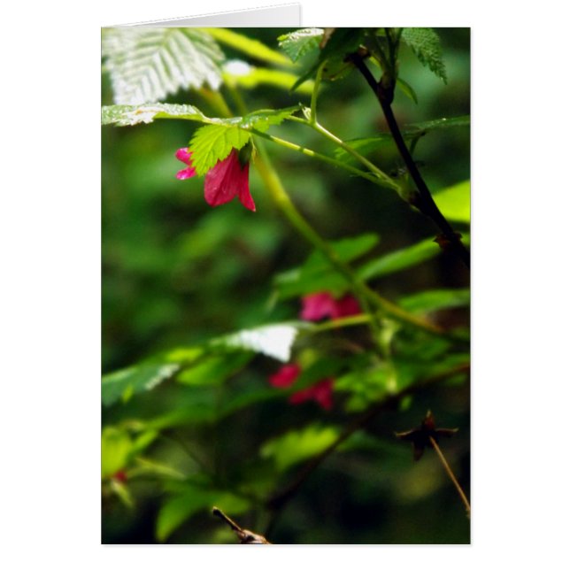 Salmon Berry Hälsningskort (Framsidan)