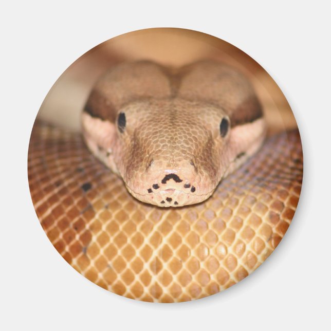 Salmon Boa Magnet (Framsidan)