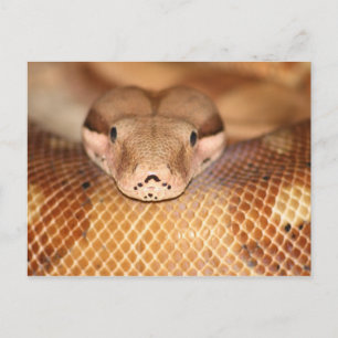 Salmon Boa vykort