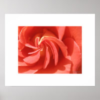 Salmon Enchanting Evening Ro Swirl Poster Skriv ut