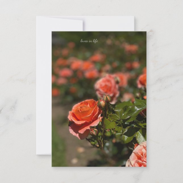 Salmon Färgad Ro Anteckningskort (Framsida)