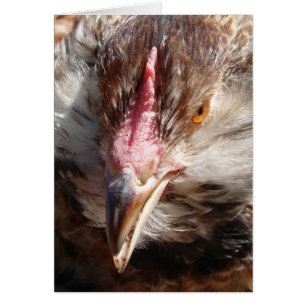 Salmon Faverolle Hen Hälsningskort