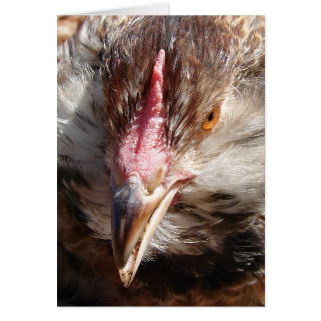 Salmon Faverolle Hen Hälsningskort (Framsidan)