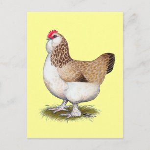 Salmon Faverolle Hen Vykort