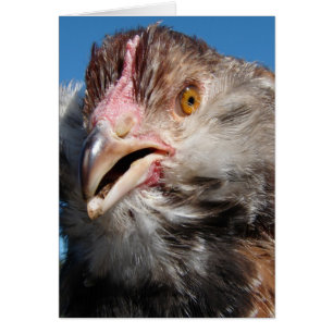 Salmon Faverolle Pullet Hälsningskort