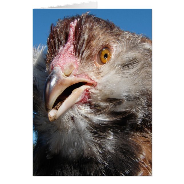 Salmon Faverolle Pullet Hälsningskort (Framsidan)