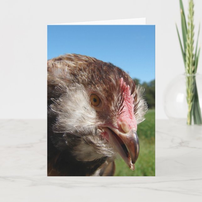 Salmon Faverolle Pullet Kort (Framsida)