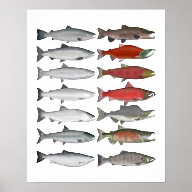 Salmon Group Poster (Framsidan)