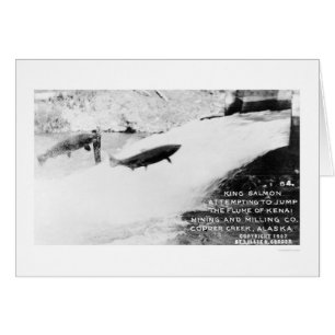 Salmon Jumping Alaska 1907 Hälsningskort