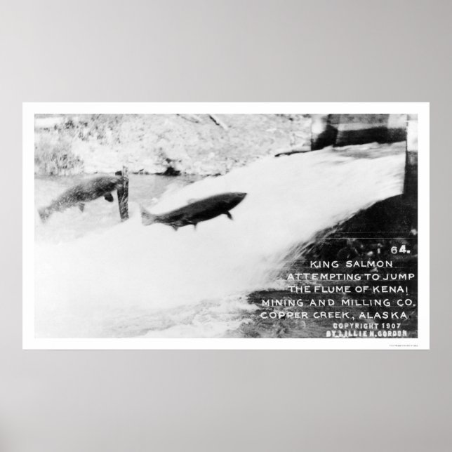 Salmon Jumping Alaska 1907 Poster (Framsidan)