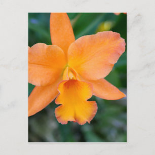 Salmon Orchid Vykort