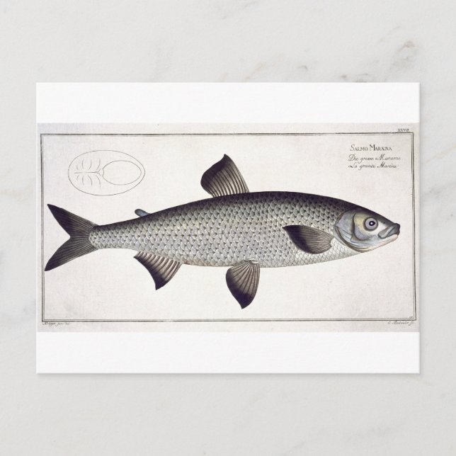Salmon-plattan (Salmo Maraena) XXVII från "Ichthyo Vykort (Framsida)
