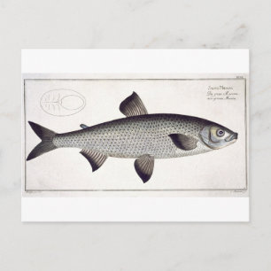 Salmon-plattan (Salmo Maraena) XXVII från "Ichthyo Vykort