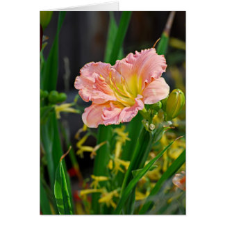 Salmon Ruffled Day Lily Hälsningskort