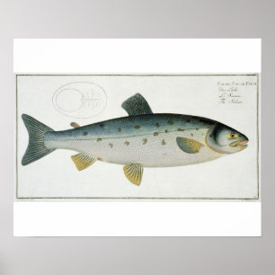 Salmon (Salmo Salar)-plattan XX från "Ichthyologie Poster
