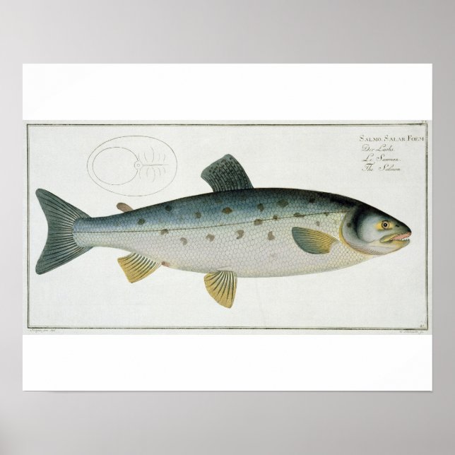 Salmon (Salmo Salar)-plattan XX från "Ichthyologie Poster (Framsidan)