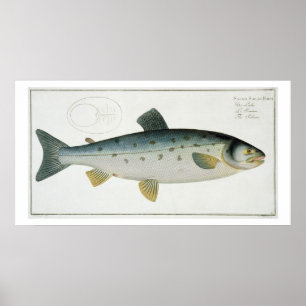 Salmon (Salmo Salar)-plattan XX från "Ichthyologie Poster