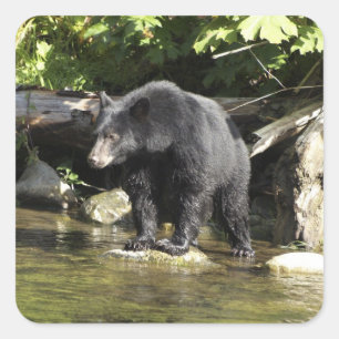 "Salmon Spotting" Black Bear Wildlife Stickers Fyrkantigt Klistermärke