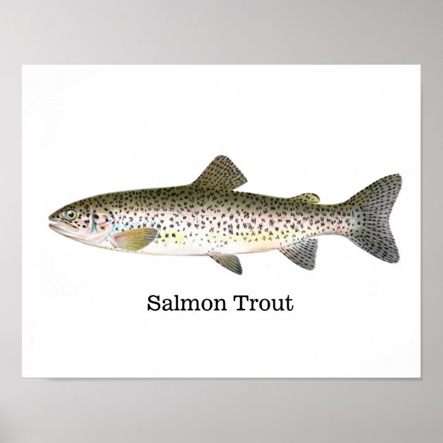 Salmon Trout Fish Poster (Framsidan)