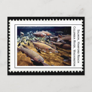 Salmon Washington Vykort