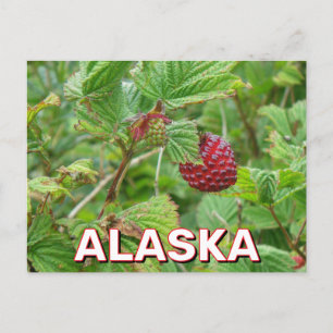 Salmonbär i Alaska Vykort