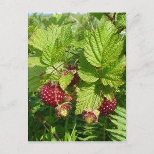 Salmonberry på Unalaska Island Vykort