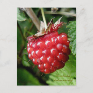 Salmonberry, Unalaska Island Vykort