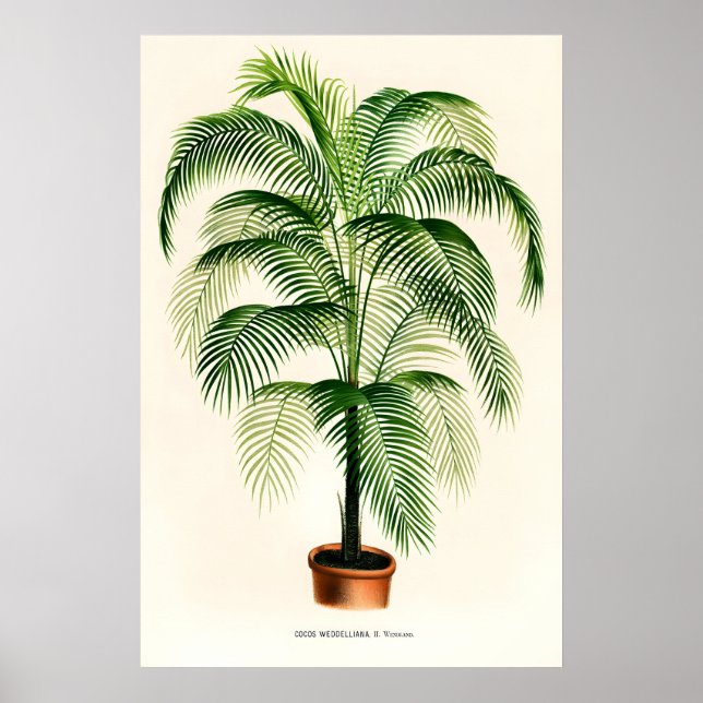 Salongspalm Vintage Finkonsttryck. Klassisk Poster (Framsidan)