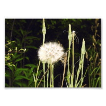 Salsify (Maskros) Mot Skuggor