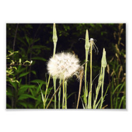 Salsify (Maskros) Mot Skuggor Fototryck