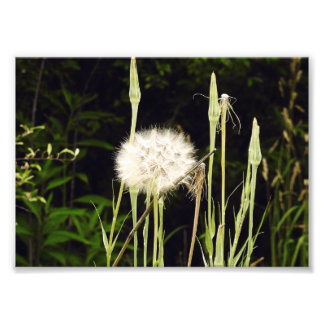 Salsify (Maskros) Mot Skuggor Fototryck