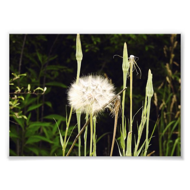 Salsify (Maskros) Mot Skuggor Fototryck (Framsidan)