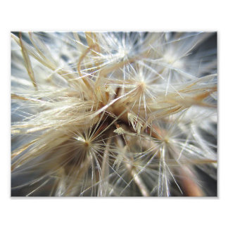 Salsify Seed Puff 10x8 Fototryck